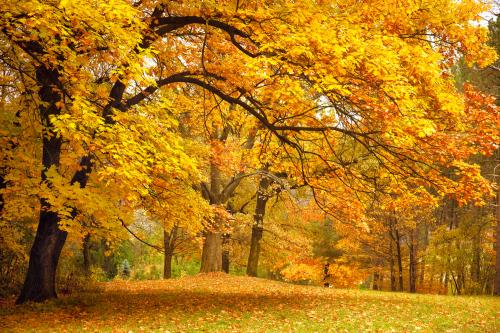 Tree Mulching Saturday 27th September 9.30 to 10.30am